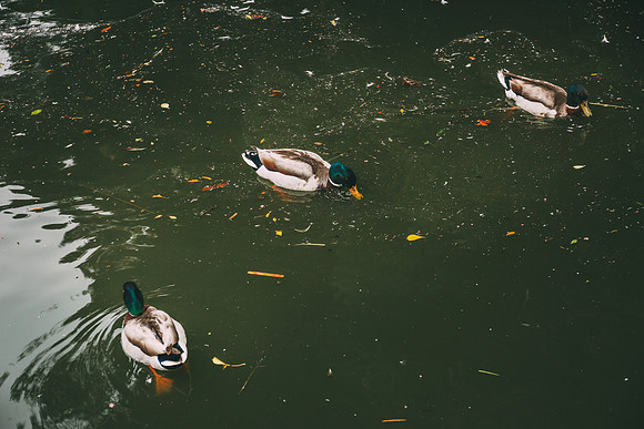 Ducks, SF