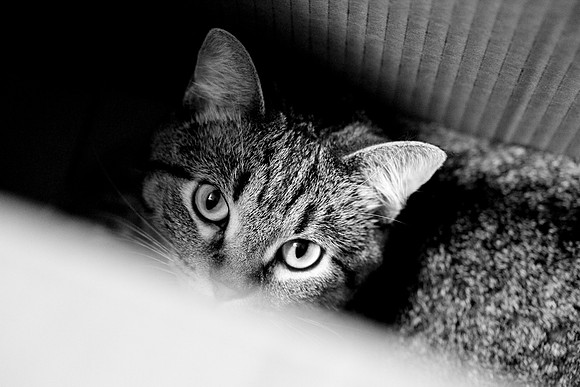 Nala