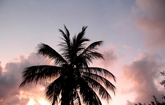 Coconut tree amid Sunrise