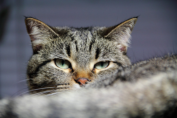 Sniff sniff