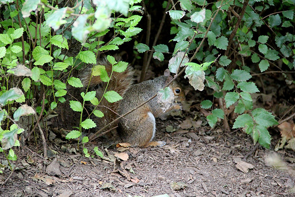Squirrel