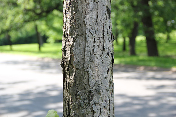 Oak tree