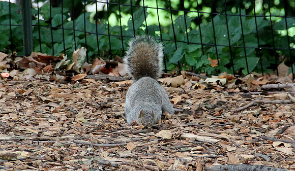 Hiding squirrel