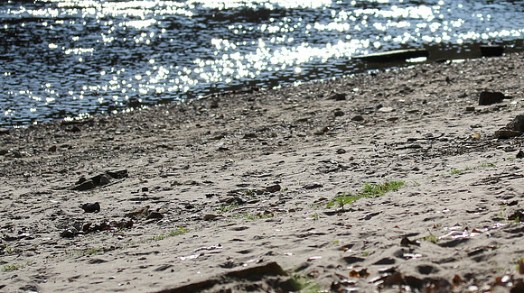 Mississippi Shoreline, Midwest