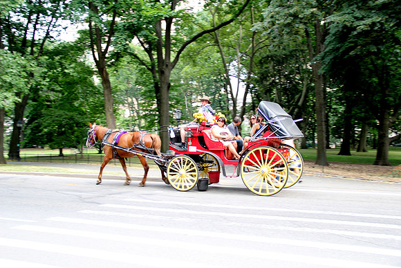 Horse Carriage, NYC