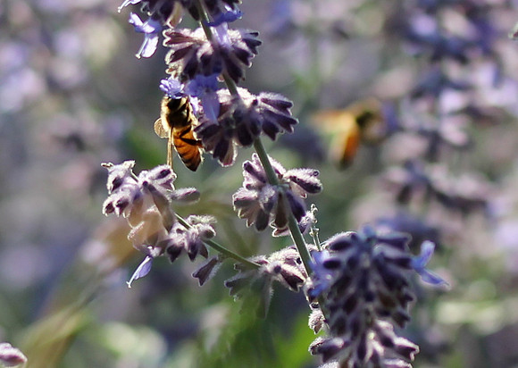 Bumble bees