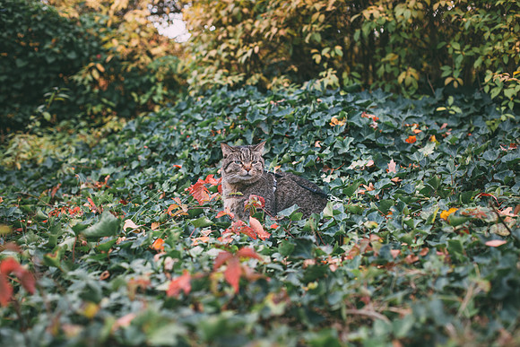 Nala
