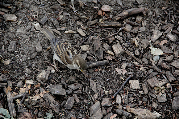 Bird