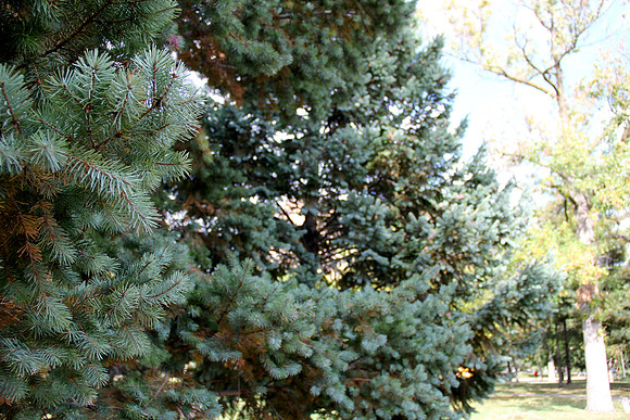 Pine Trees