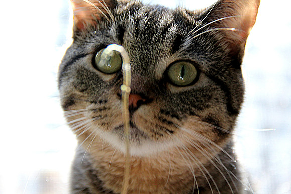 Amazed Kitty