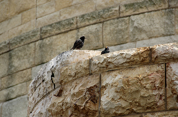 Pigeon, DC