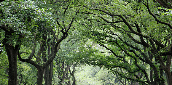 The Mall, Central Park