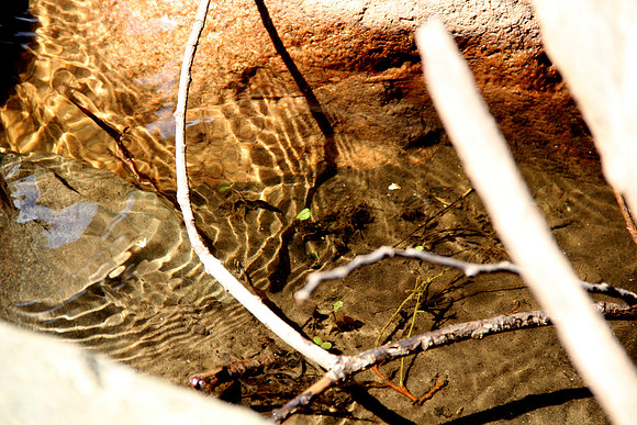 Plant in Water