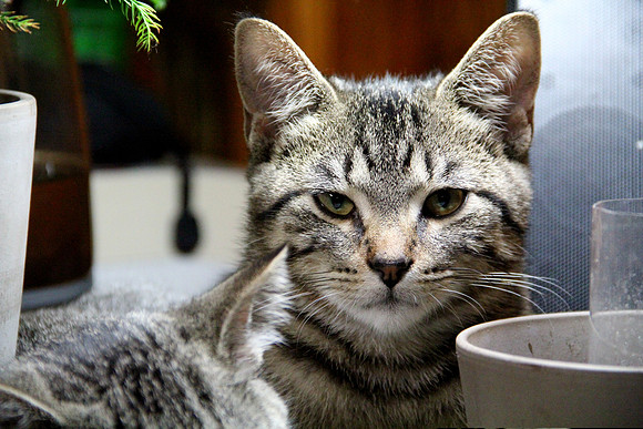 Cats