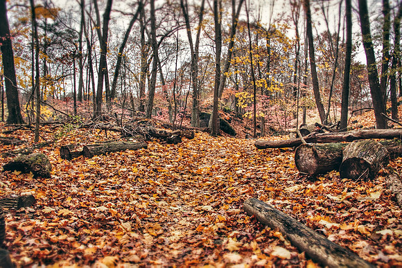 Week 52+: Trees