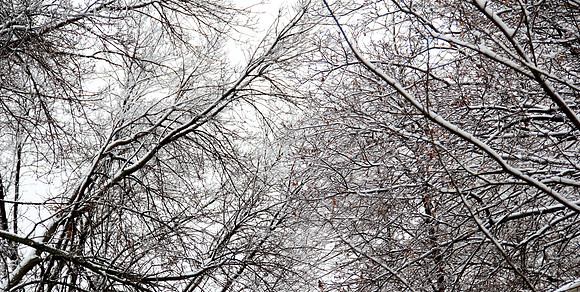 Winter Wonderland