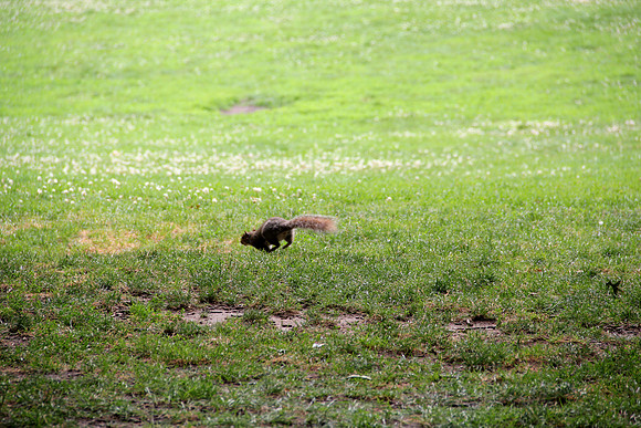 Squirrel
