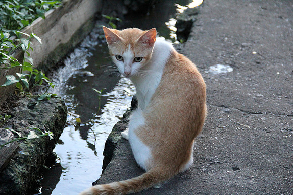 Kitty Cat
