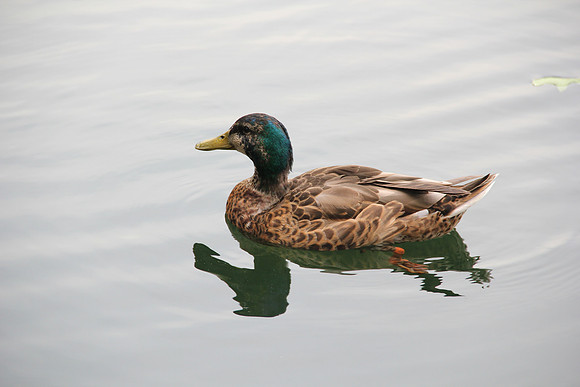 duck
