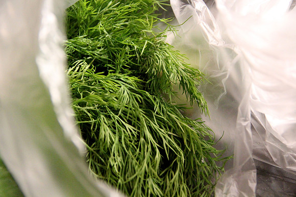 Dill