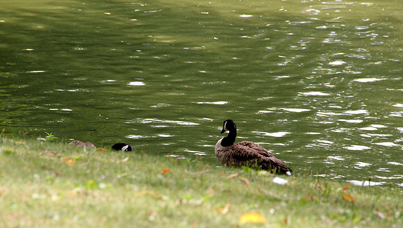 Ducks