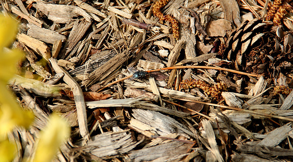 Busy fly