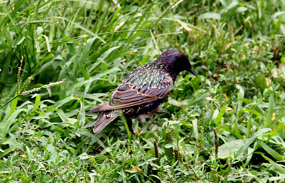Bird in grass