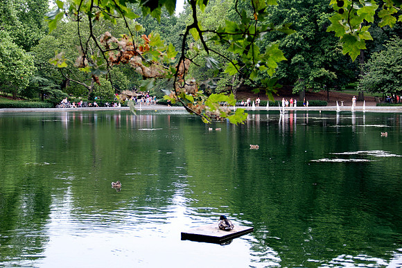 Duck caught in the midst
