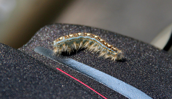 Hairy Caterpillar
