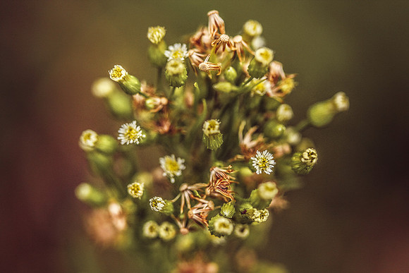 Week 52+: Macro