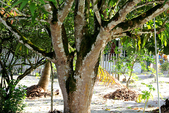 Mossy trees