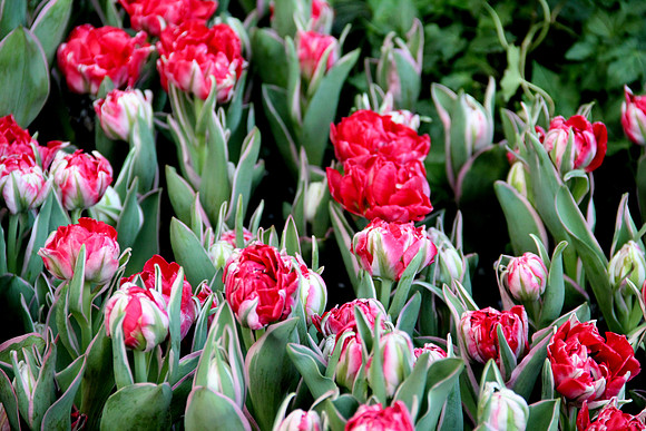 Fleurs de Bellagio