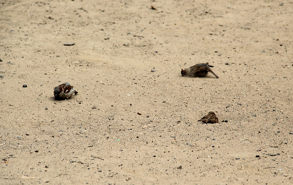 Birds in sand
