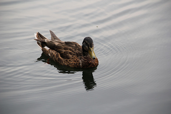 duck