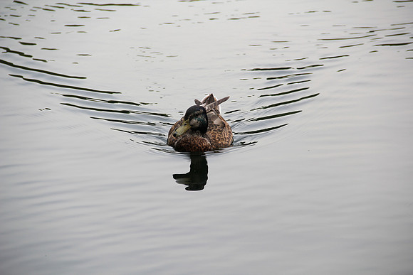Swimming duck