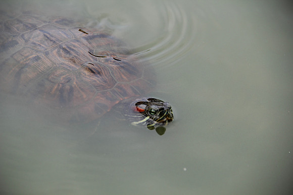 Turtle, NYC