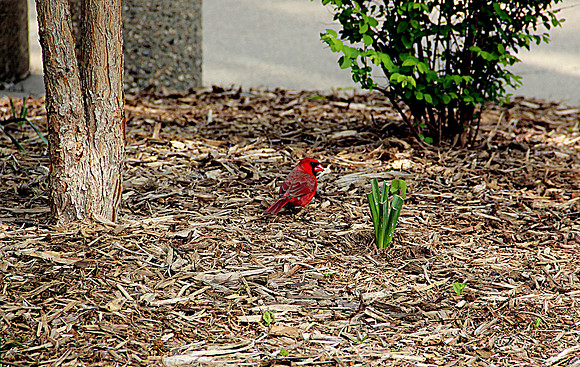 Birdie