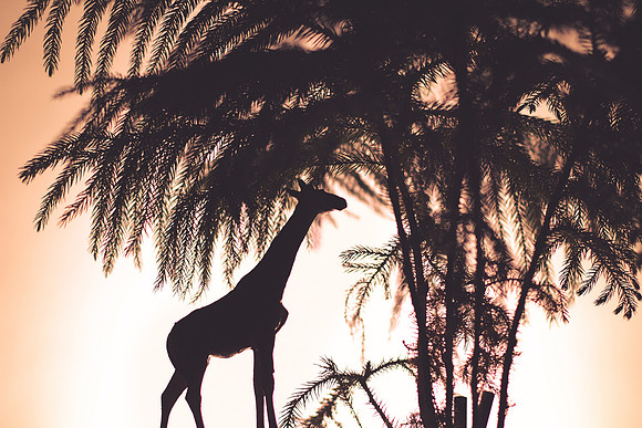 Two: Silhouette