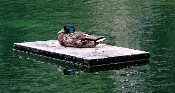 duck
