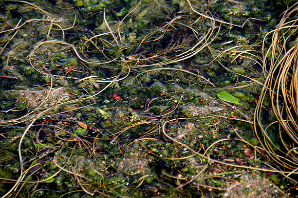 Sea weed