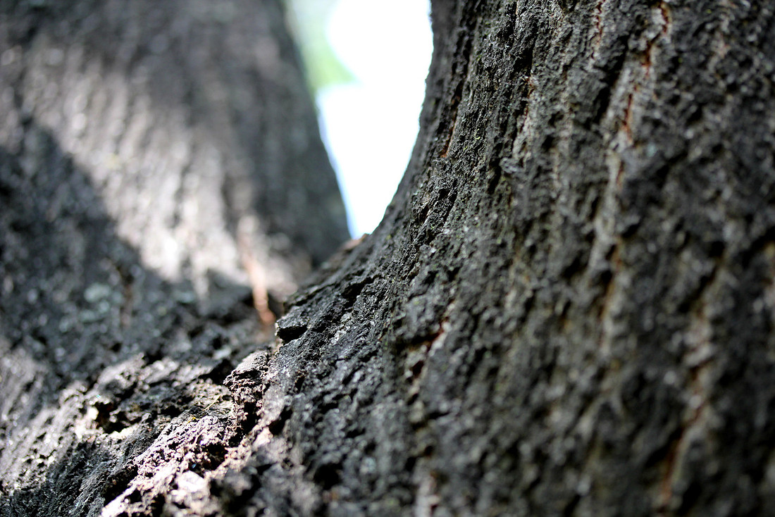 Tree branches