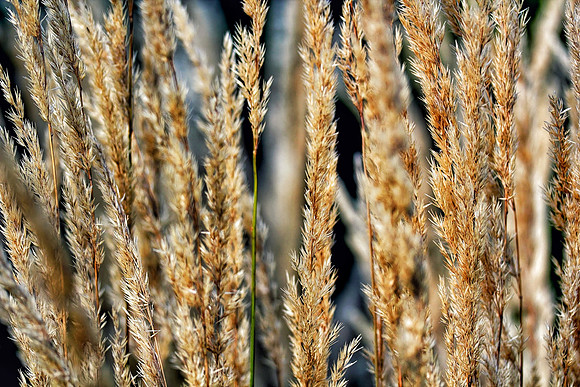 Week 52+: Abstract