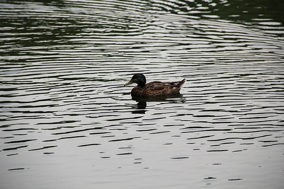 duck