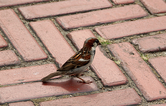 Small bird