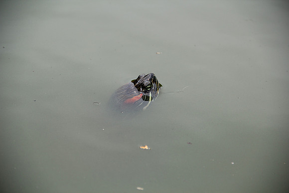 turtle, NYC