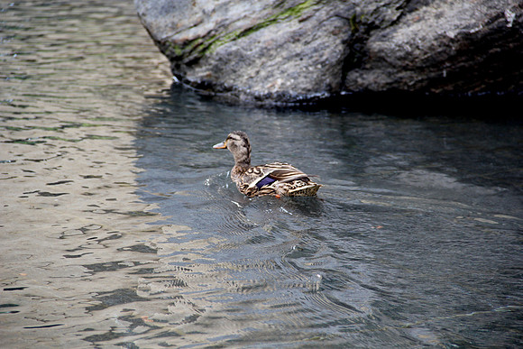 Duck, DC