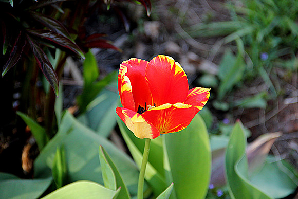 Spring in Bloom