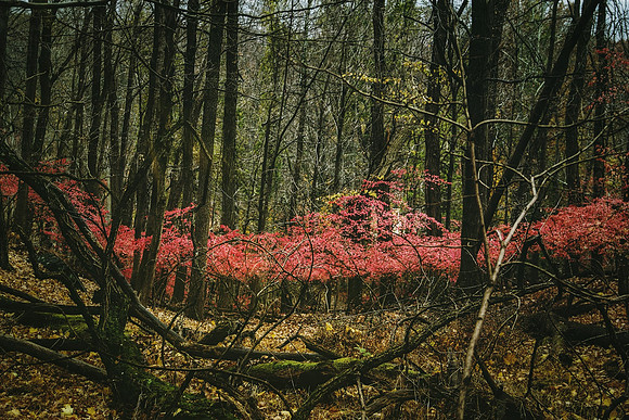 Week 32: The Enchanted Forest
