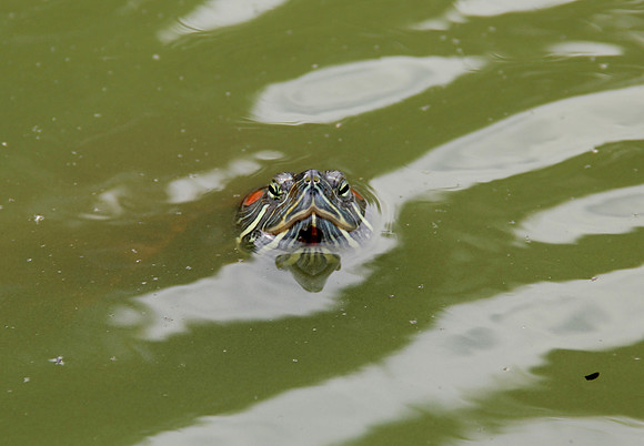 turtle, NYC