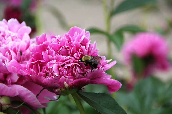 bee buzzing